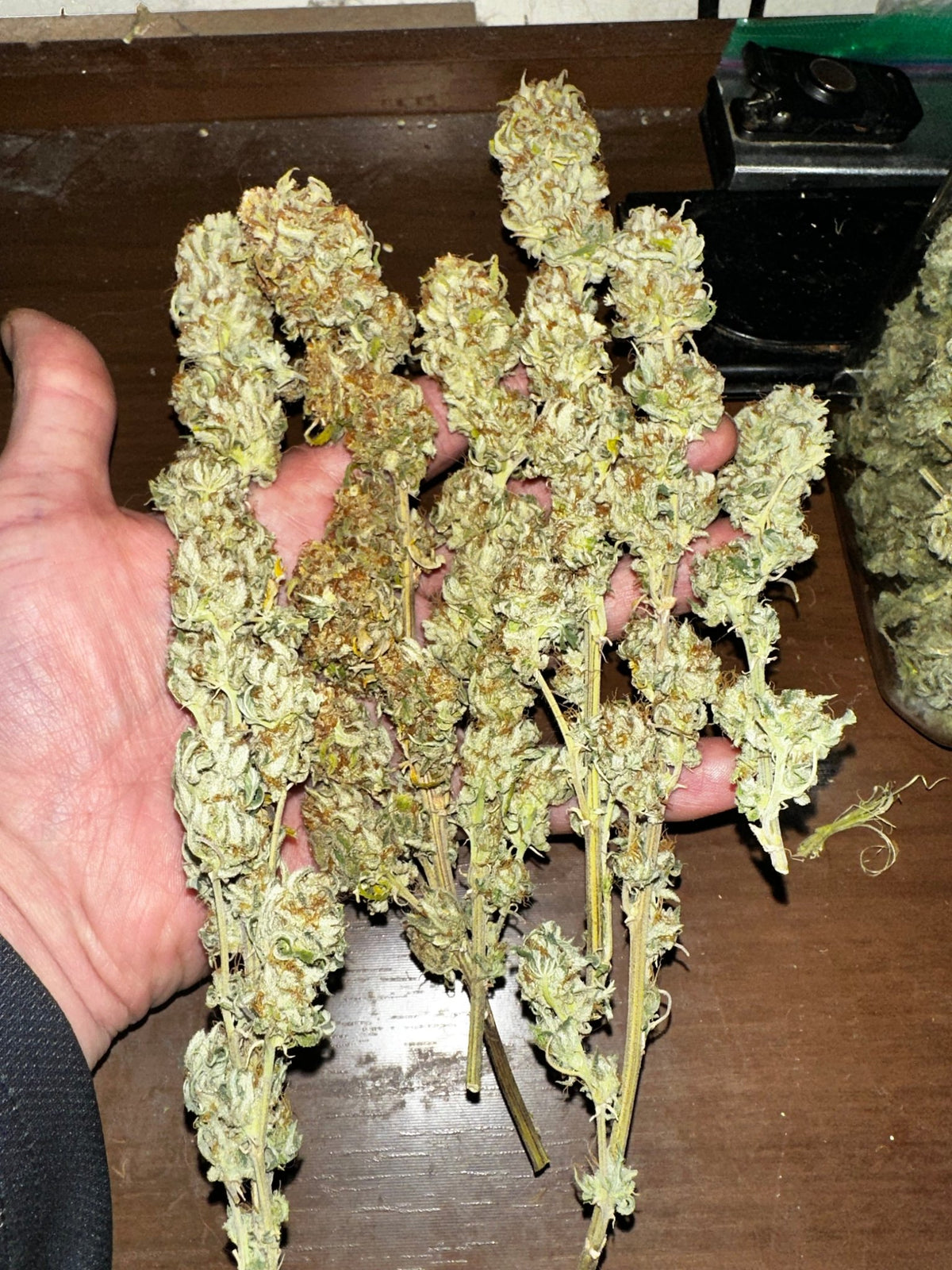 CripXmas A2 F4 S1 (Tampa Crippy x Xmas Bud 79' x PTK x NL#2) $15 each during review month - DMOSG