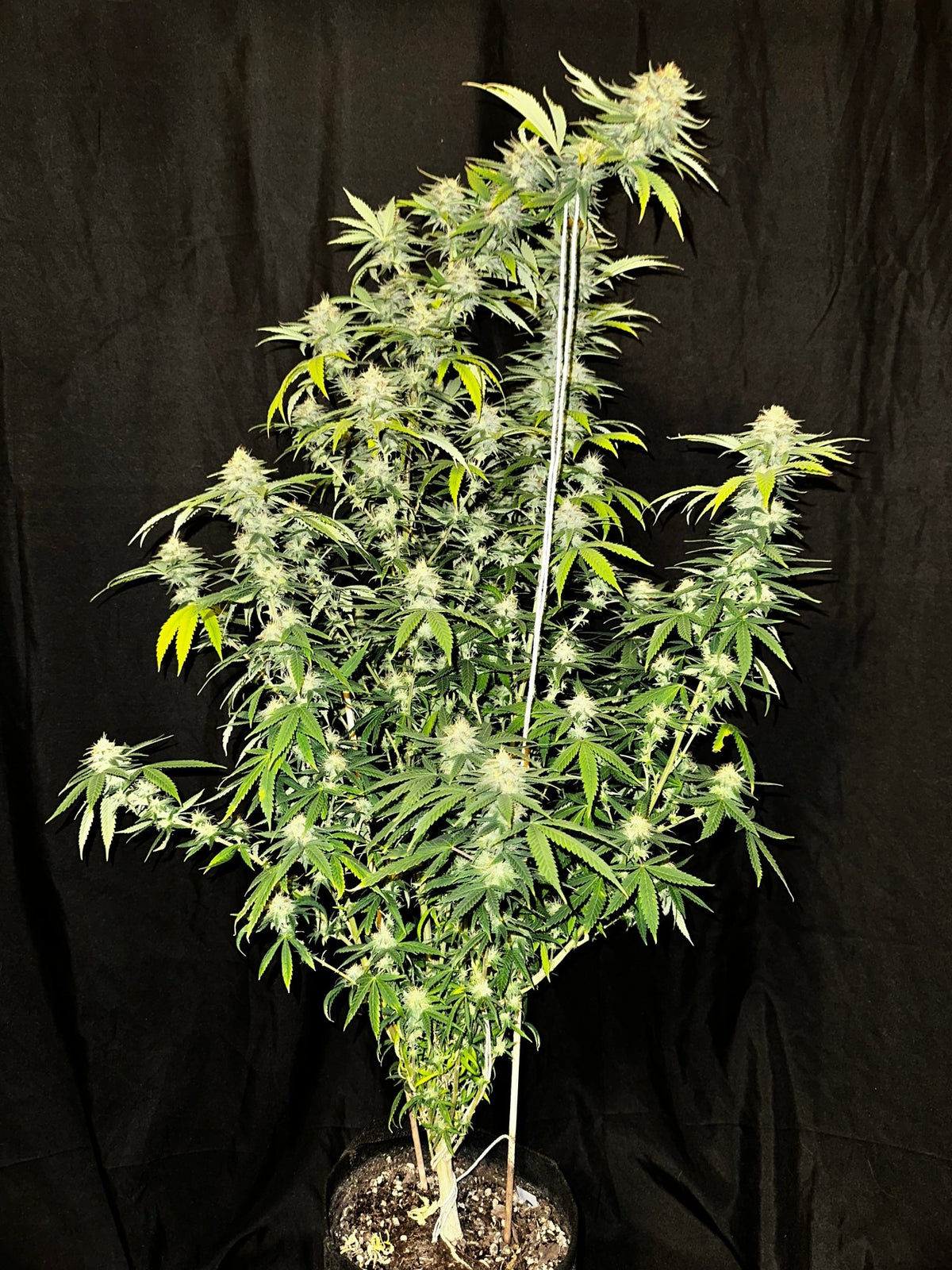 CripXmas A2 F4 S1 (Tampa Crippy x Xmas Bud 79' x PTK x NL#2) $15 each during review month - DMOSG