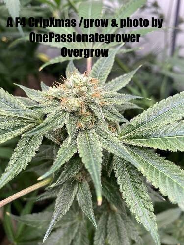 CripXmas A2 F4 S1 (Tampa Crippy x Xmas Bud 79' x PTK x NL#2) $15 each during review month - DMOSG