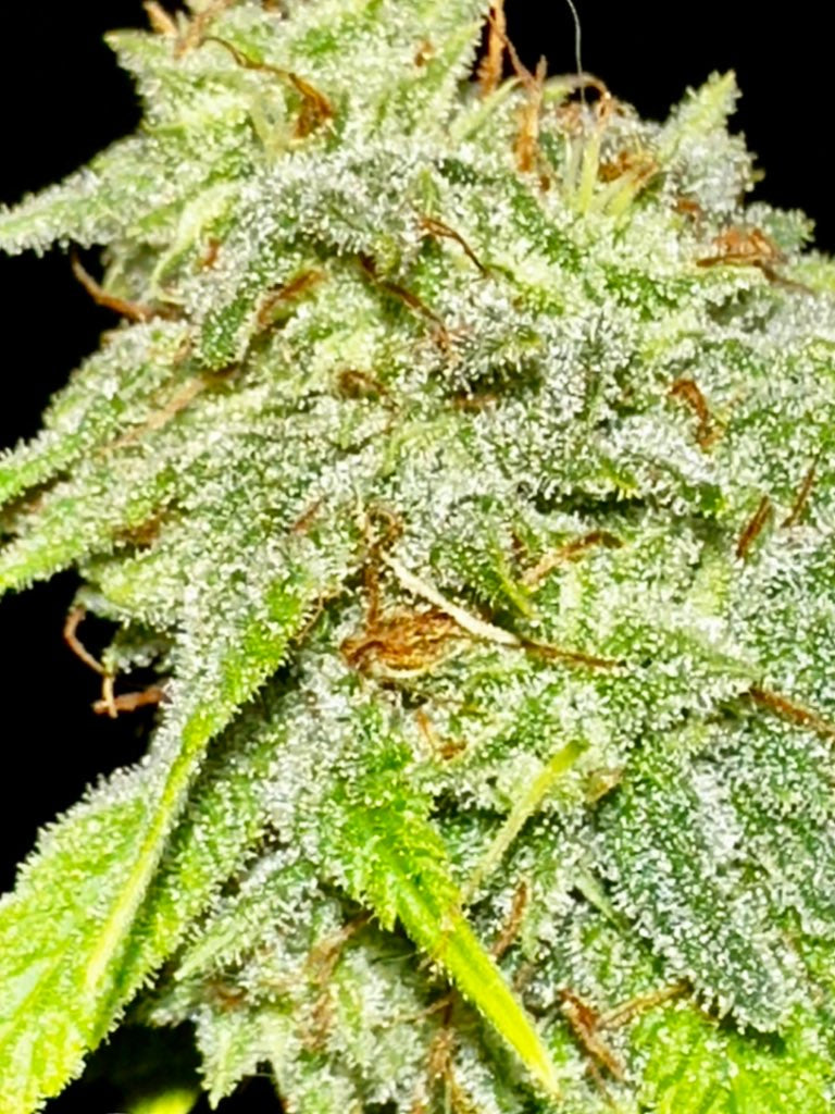 Dankmaster Crippy (CripXmas B4 x IC BX2)