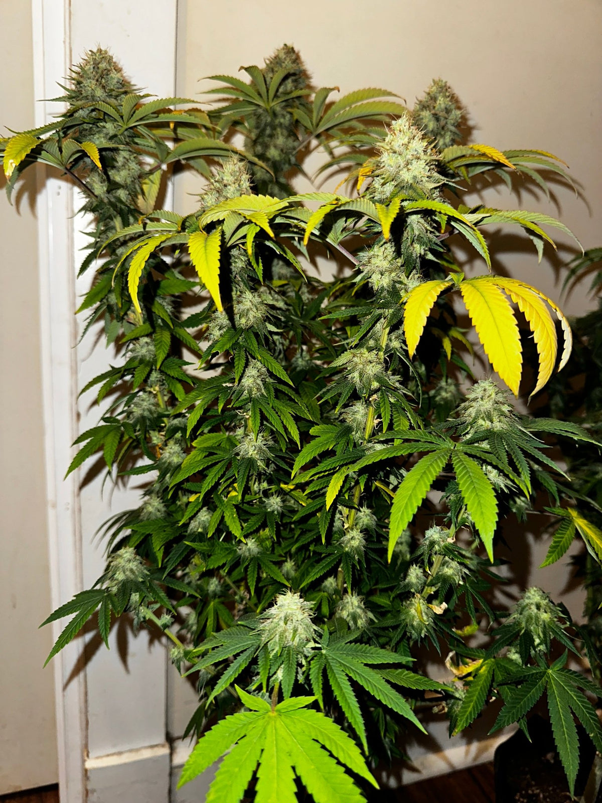 Super NL #2 (B3 CripXmas x NL#2 BX (Authentic Genetics) $9 each - DMOSG
