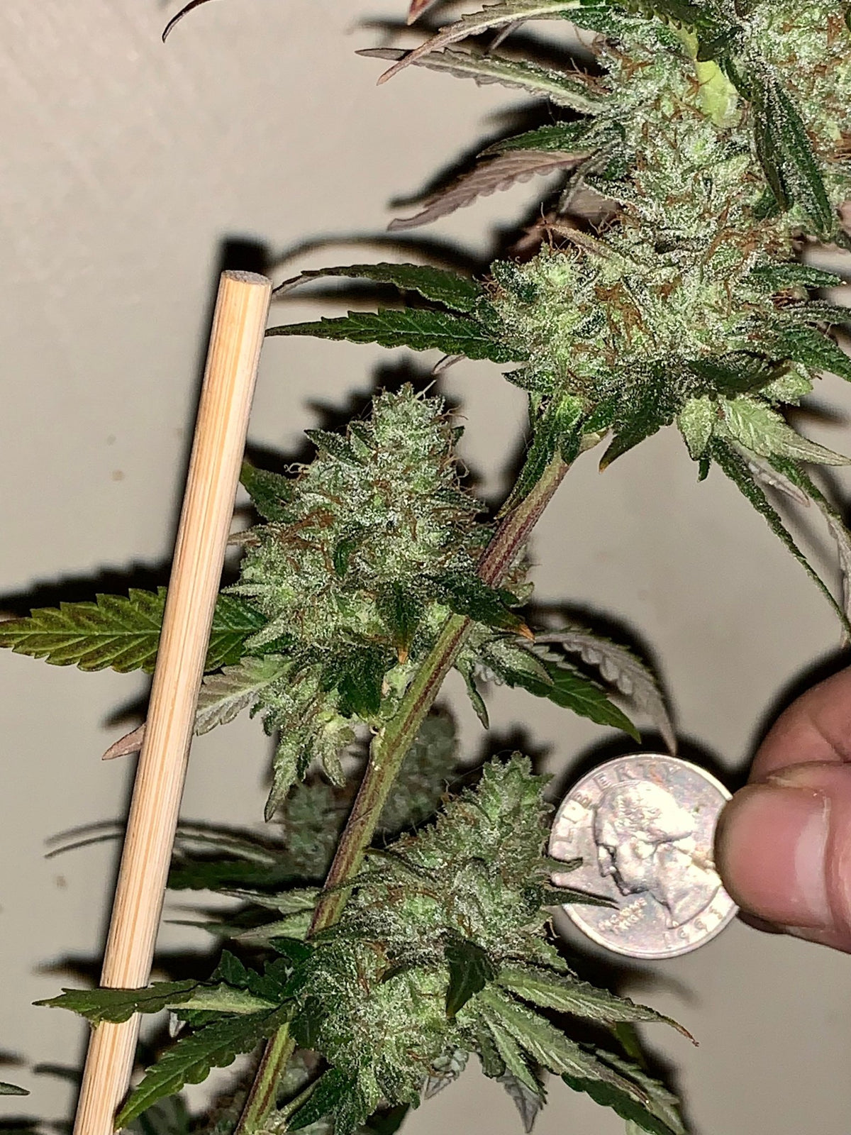 Tampa Crippy B bx2 (Pine Bomb)$16 each. During review month NO DISCOUNT applies. - DMOSG