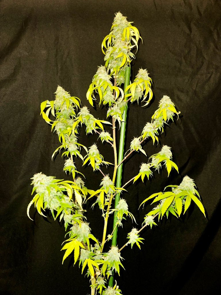 Dankmaster Crippy (CripXmas B4 x IC BX2)