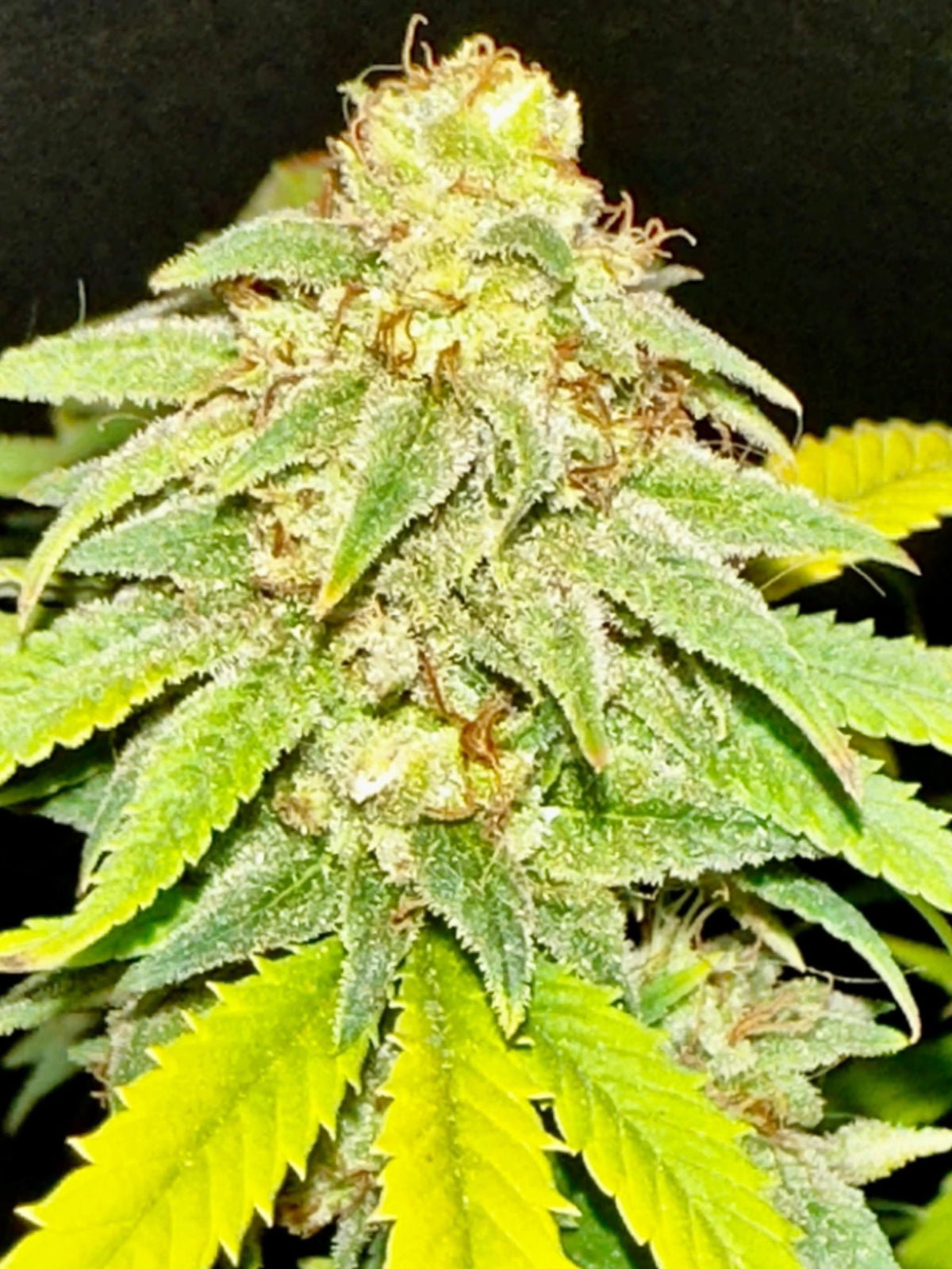 CripXmas A2 F4 S1 (Tampa Crippy x Xmas Bud 79' x PTK x NL#2) $15 each during review month - DMOSG