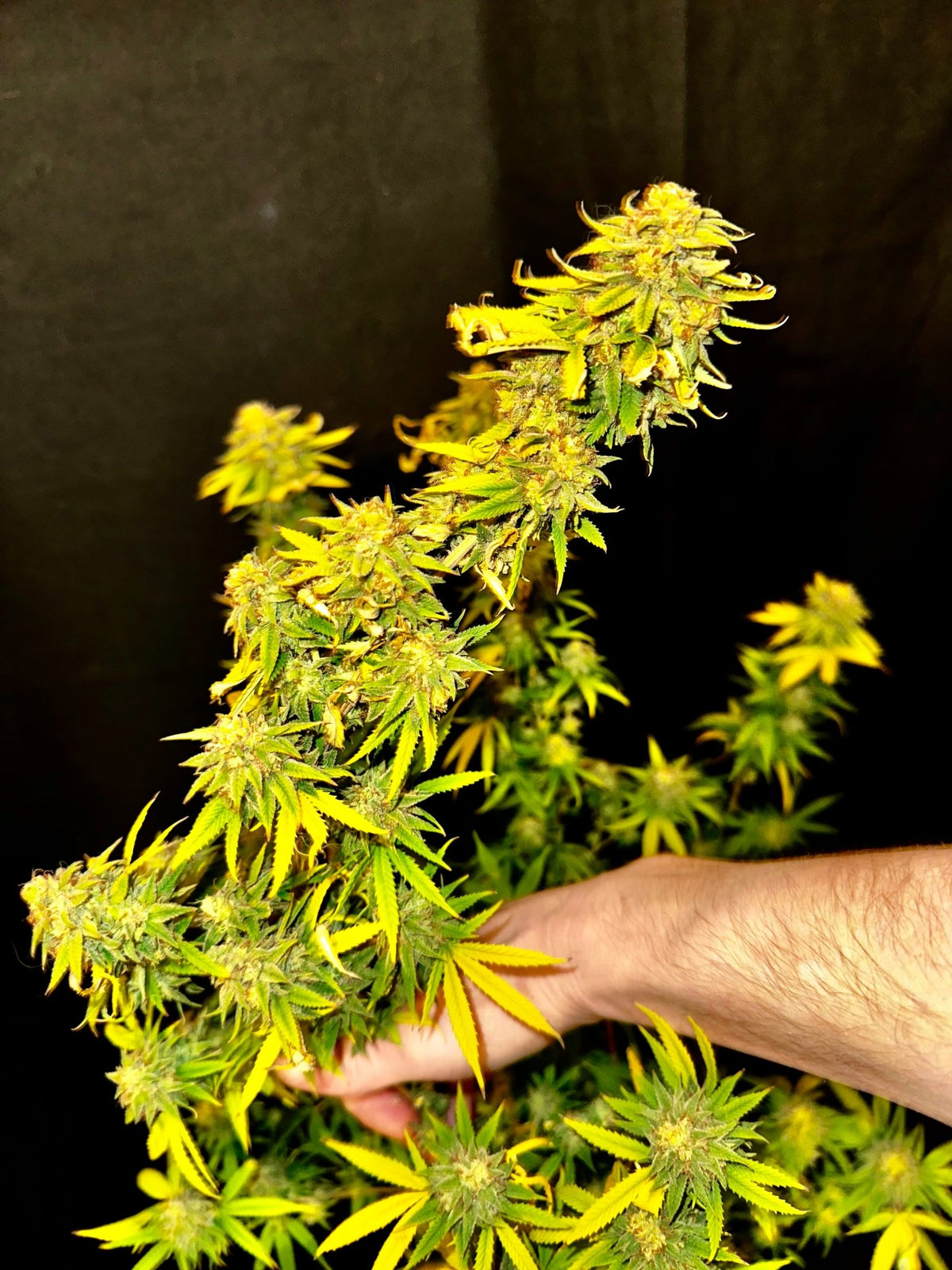CripXmas A2 F4 S1 (Tampa Crippy x Xmas Bud 79' x PTK x NL#2) $15 each during review month - DMOSG
