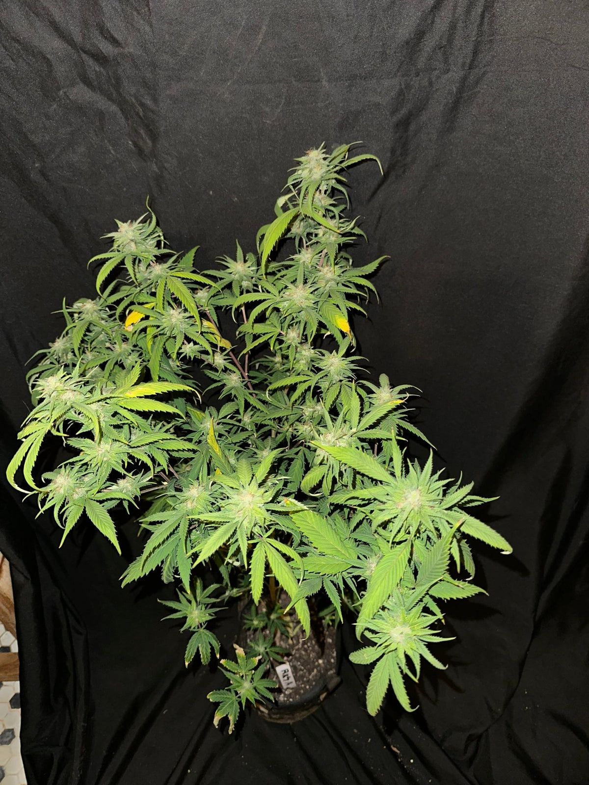 Pressure Skunk (RKS x CripXmas A2 fem) $15 each feminized seed during review month - DMOSG