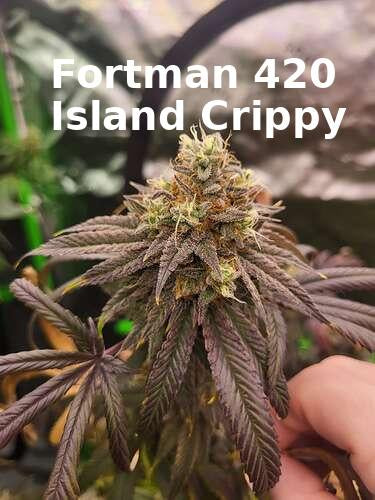 Corn x Chocolate Haze Xmas F1 regular sex seed