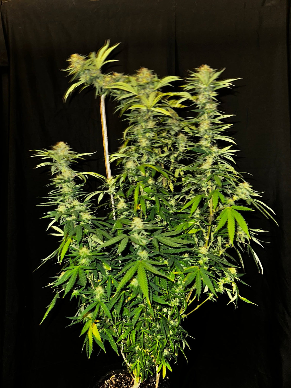 CripXmas A2 F4 S1 (Tampa Crippy x Xmas Bud 79' x PTK x NL#2) $15 each during review month - DMOSG