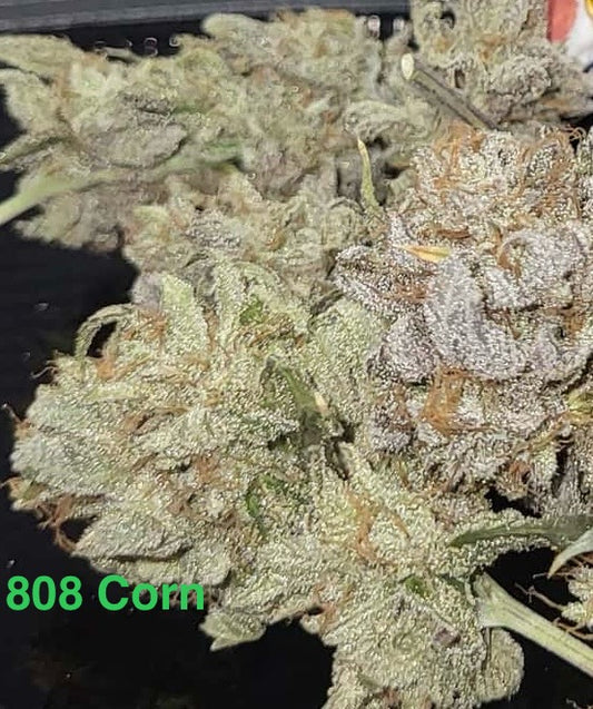Corn x Chocolate Haze Xmas F1 regular sex seed
