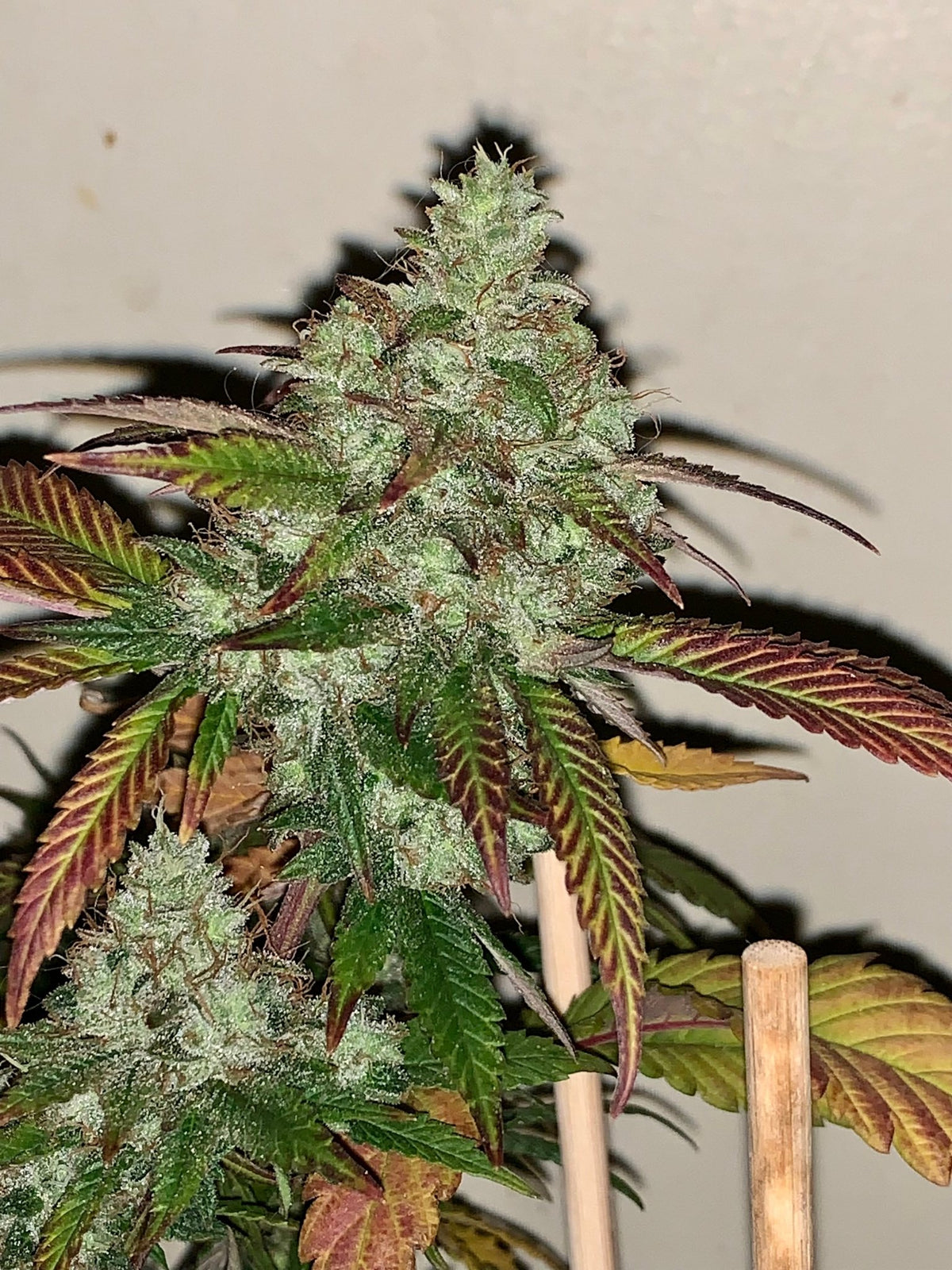 Tampa Crippy B bx2 (Pine Bomb)$16 each. During review month NO DISCOUNT applies. - DMOSG