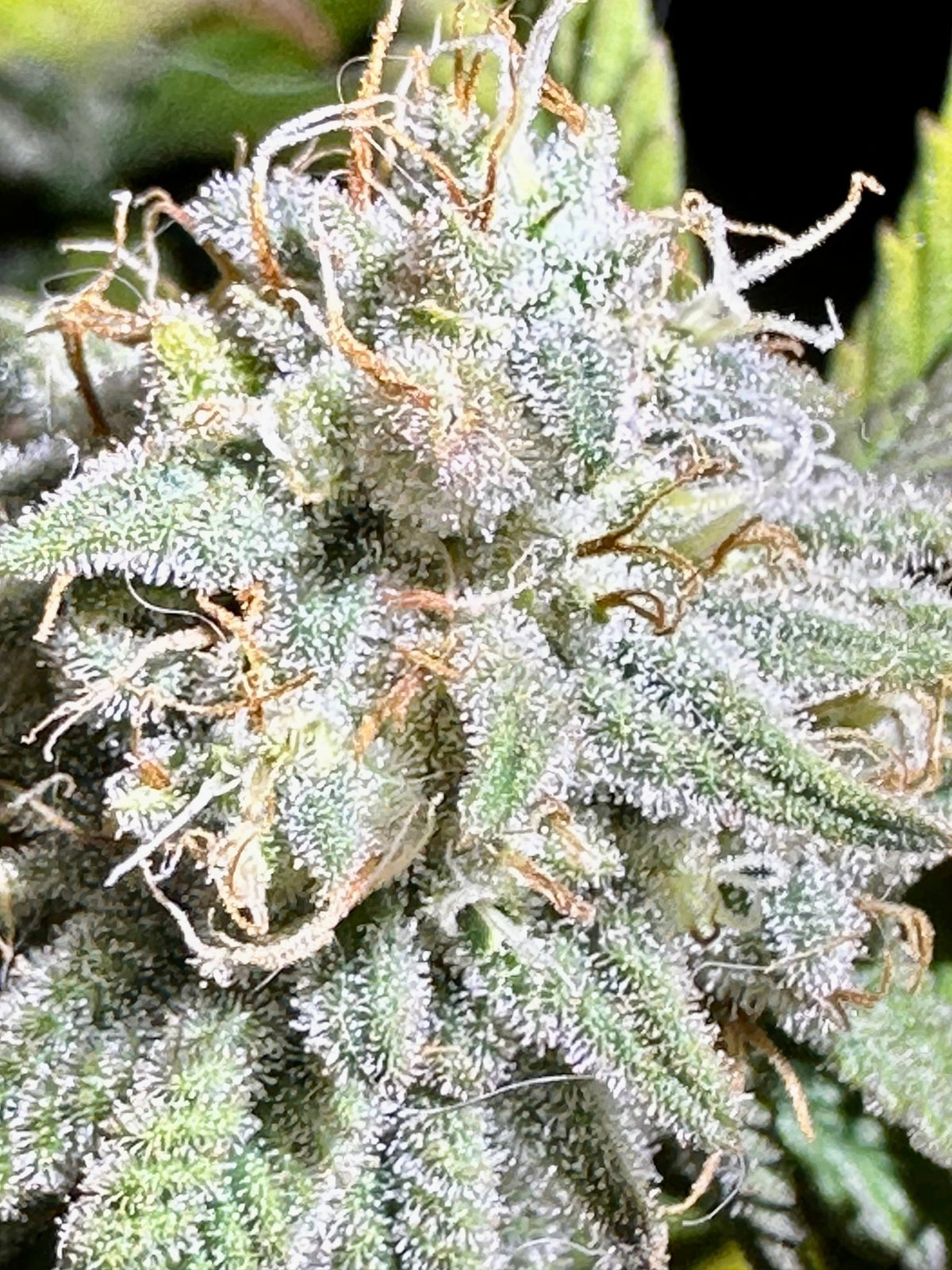 Tampa Crippy B bx2 (Pine Bomb)$16 each. During review month NO DISCOUNT applies. - DMOSG