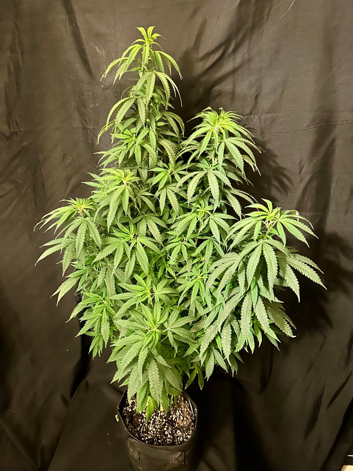 CripXmas A2 F4 S1 (Tampa Crippy x Xmas Bud 79' x PTK x NL#2) $15 each during review month - DMOSG