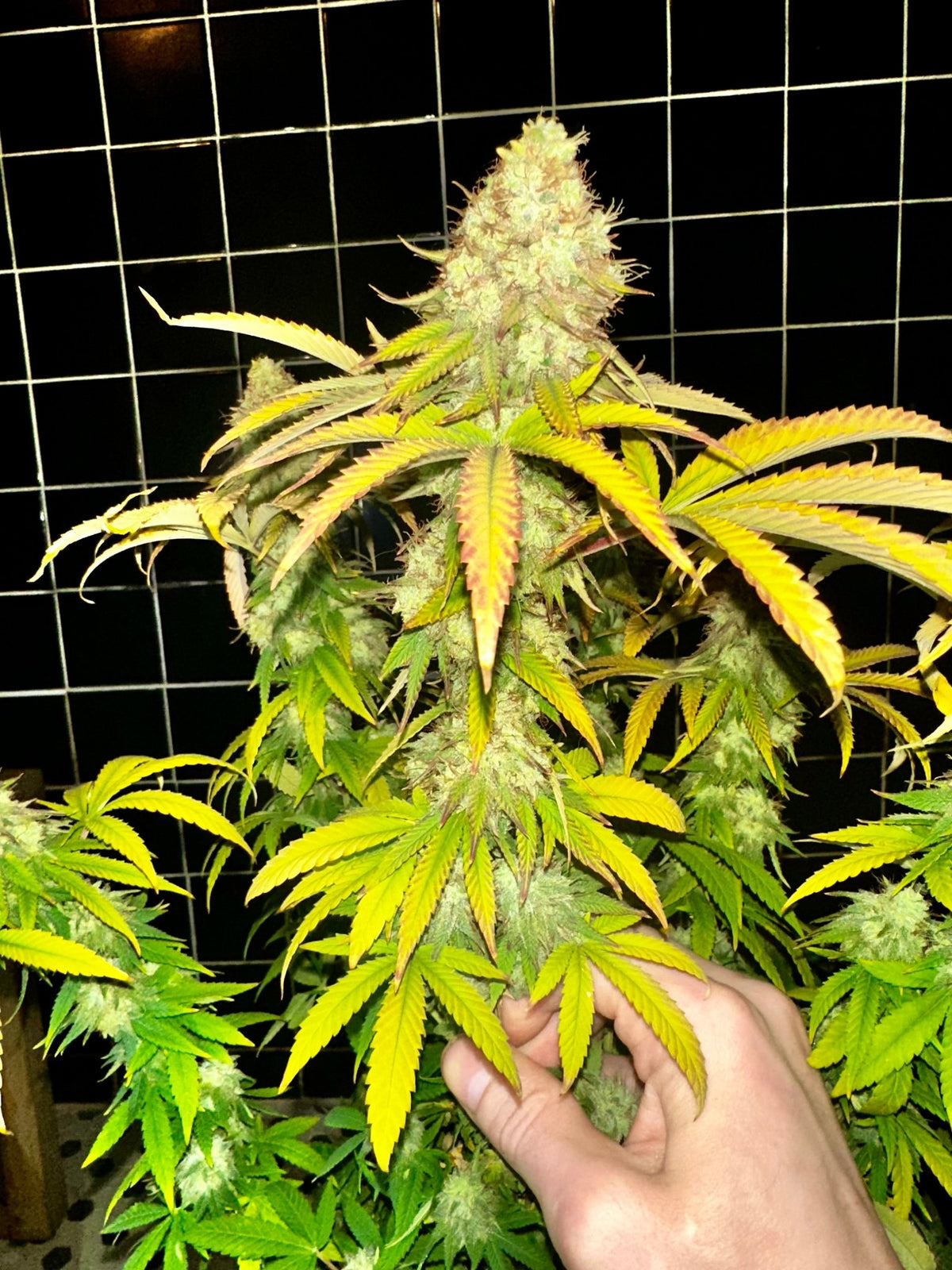 Super NL #2 (B3 CripXmas x NL#2 BX (Authentic Genetics) $9 each - DMOSG