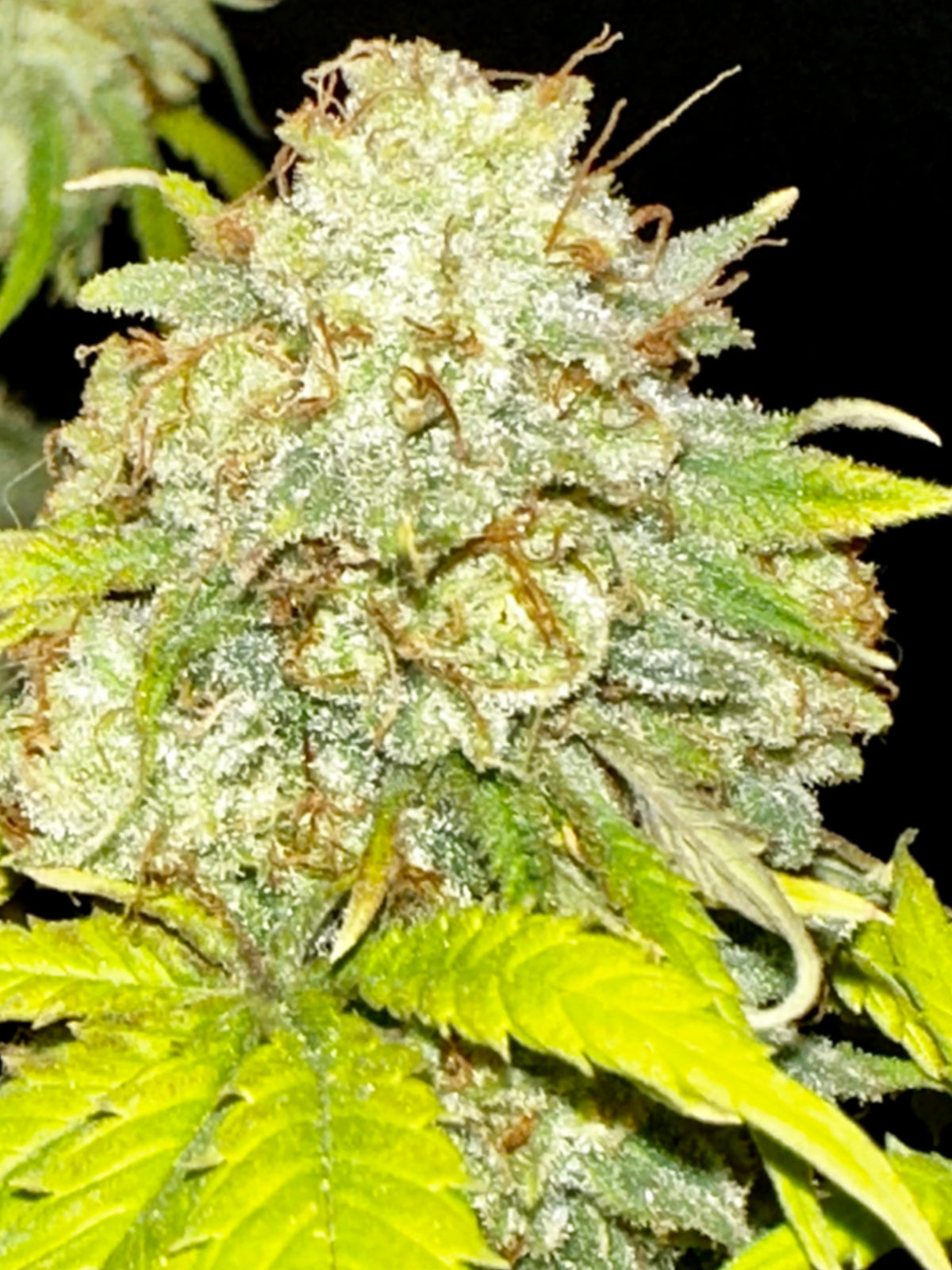CripXmas A x Chocolate Haze Xmas F4