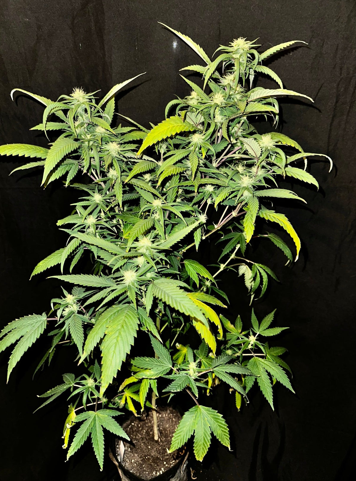 Pressure Skunk (RKS x CripXmas A2 fem) $15 each feminized seed during review month - DMOSG