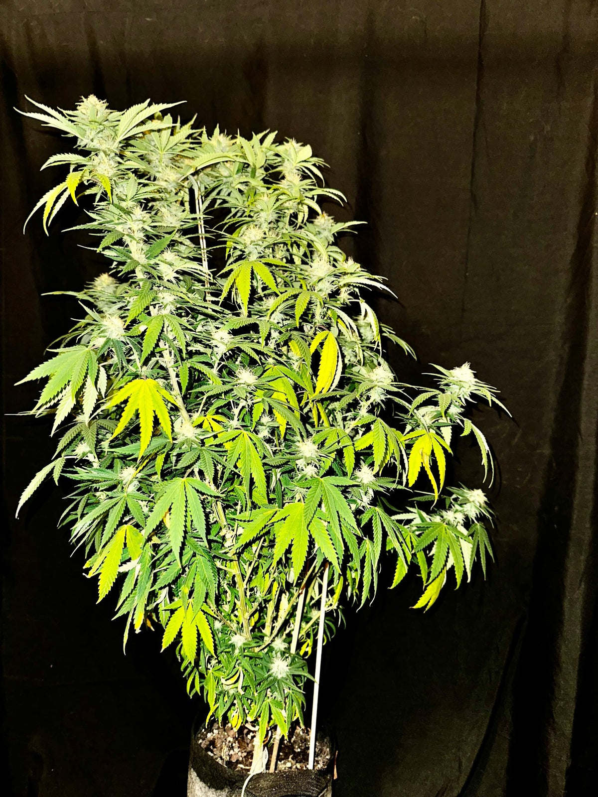 CripXmas A2 F4 S1 (Tampa Crippy x Xmas Bud 79' x PTK x NL#2) $15 each during review month - DMOSG
