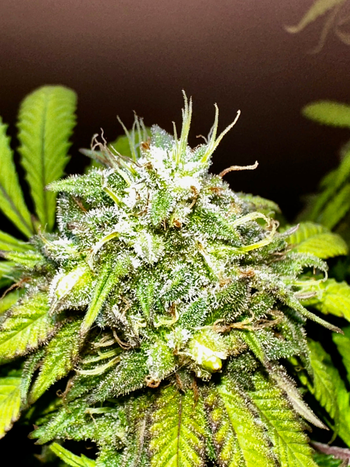 Chocolate Haze Xmas