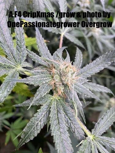 CripXmas A2 F4 S1 (Tampa Crippy x Xmas Bud 79' x PTK x NL#2) $15 each during review month - DMOSG