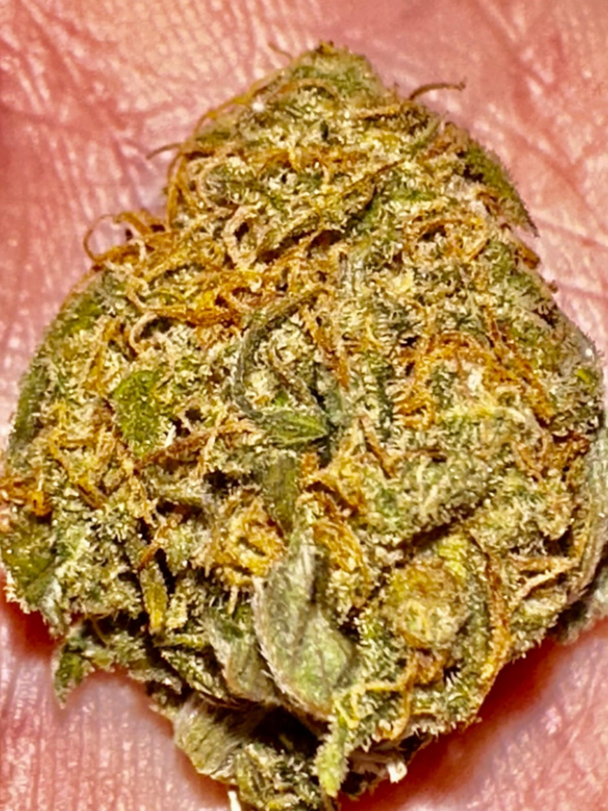CripXmas A2 F4 S1 (Tampa Crippy x Xmas Bud 79' x PTK x NL#2) $15 each during review month - DMOSG