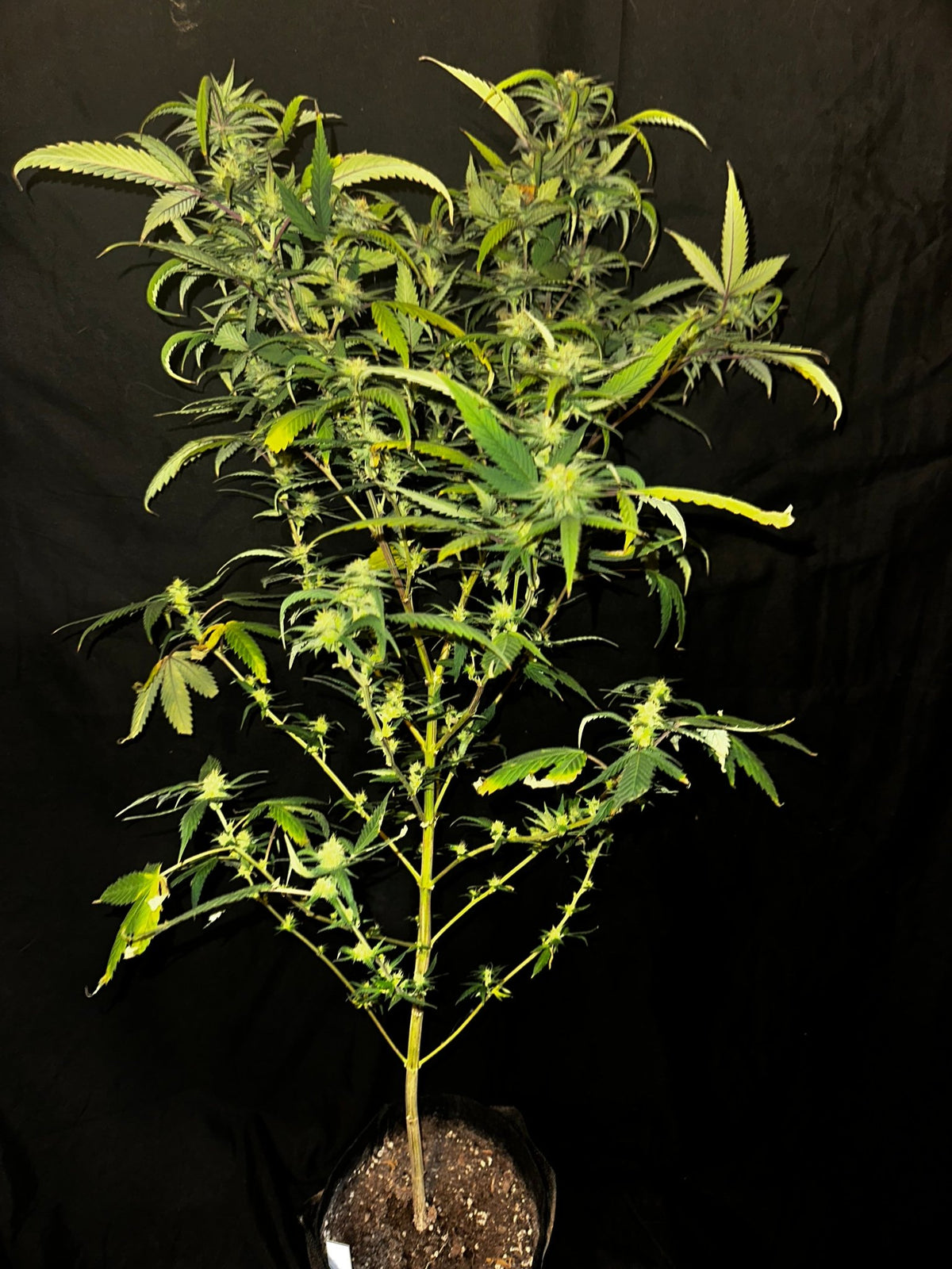 Pressure Skunk (RKS x CripXmas A2 fem) $15 each feminized seed during review month - DMOSG