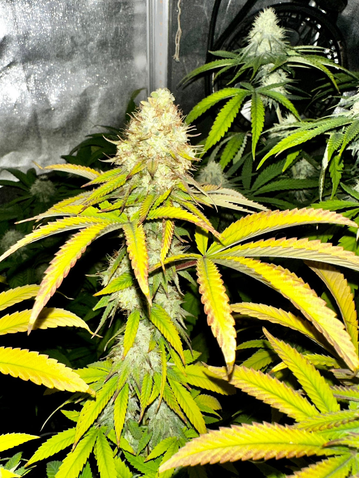 Super NL #2 (B3 CripXmas x NL#2 BX (Authentic Genetics) $9 each - DMOSG