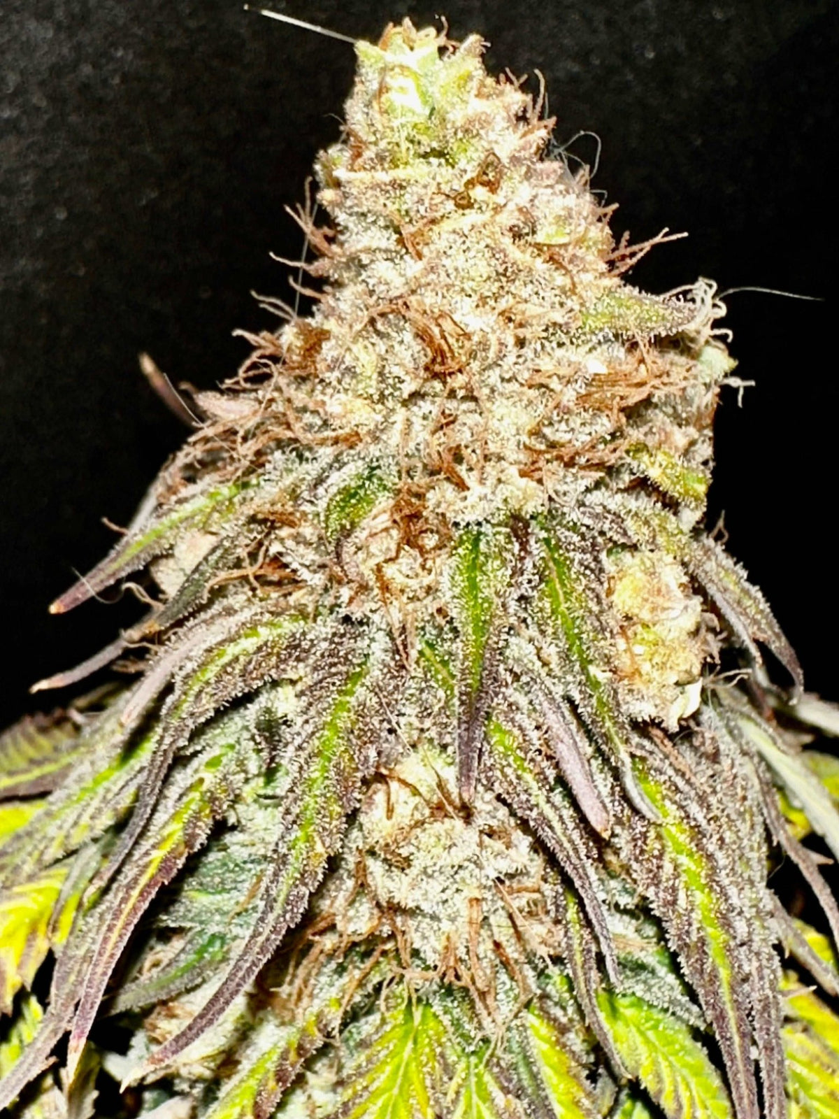 FREE BONUS SEED with every order - DMOSG