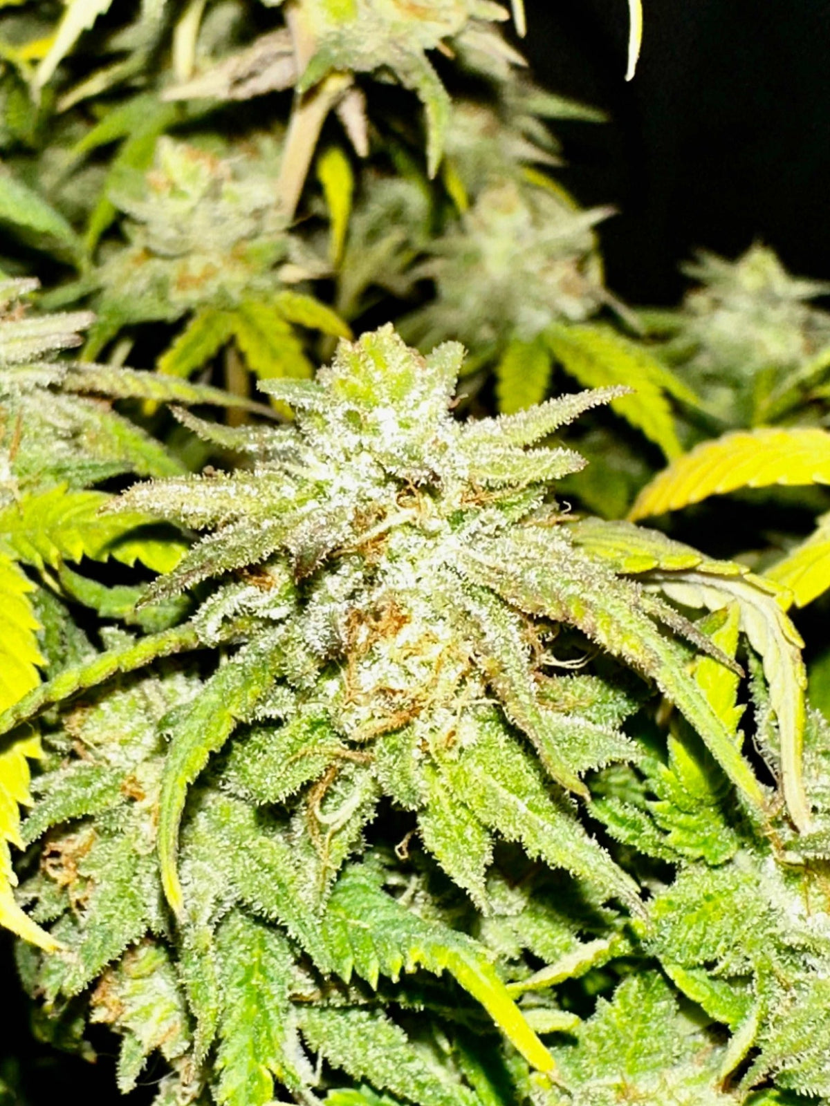 Double CripXmas $14 each reg seed during review month - DMOSG