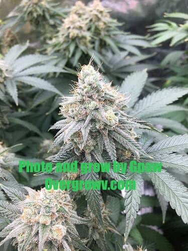 Double CripXmas $14 each reg seed during review month - DMOSG