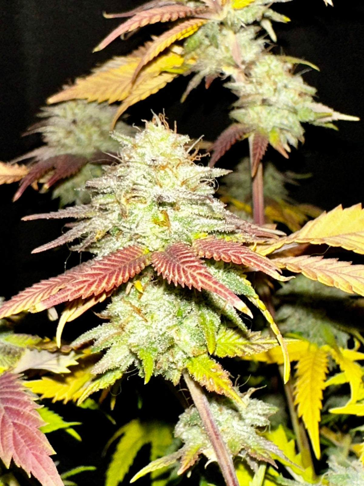 Tampa Crippy B bx2 (Pine Bomb)$16 each. During review month NO DISCOUNT applies. - DMOSG