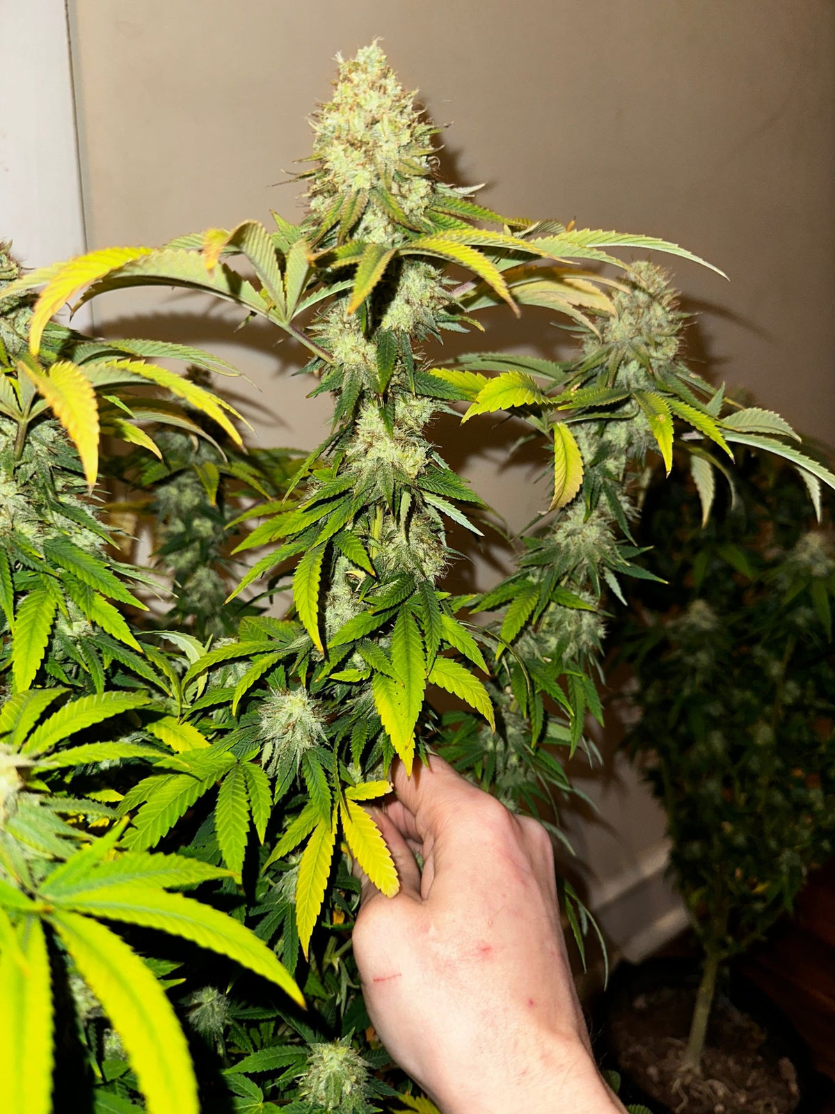 Super NL #2 (B3 CripXmas x NL#2 BX (Authentic Genetics) $9 each - DMOSG