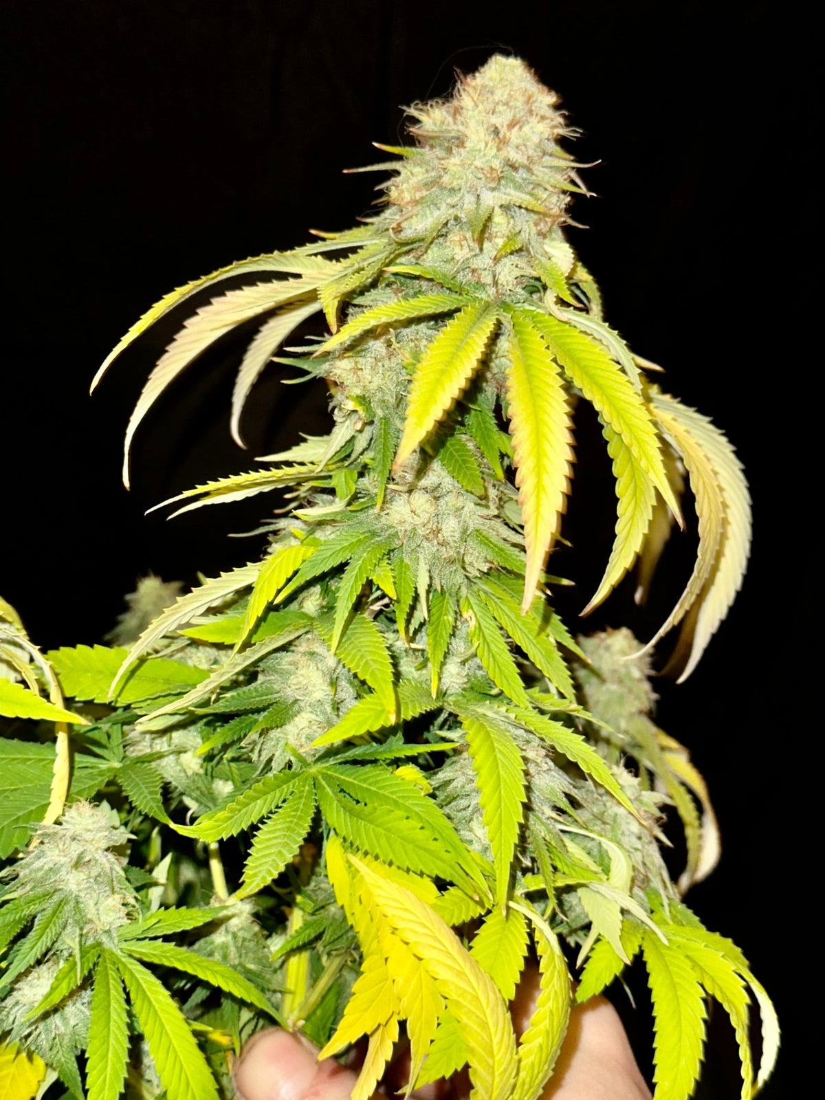 Super NL #2 (B3 CripXmas x NL#2 BX (Authentic Genetics) $9 each - DMOSG