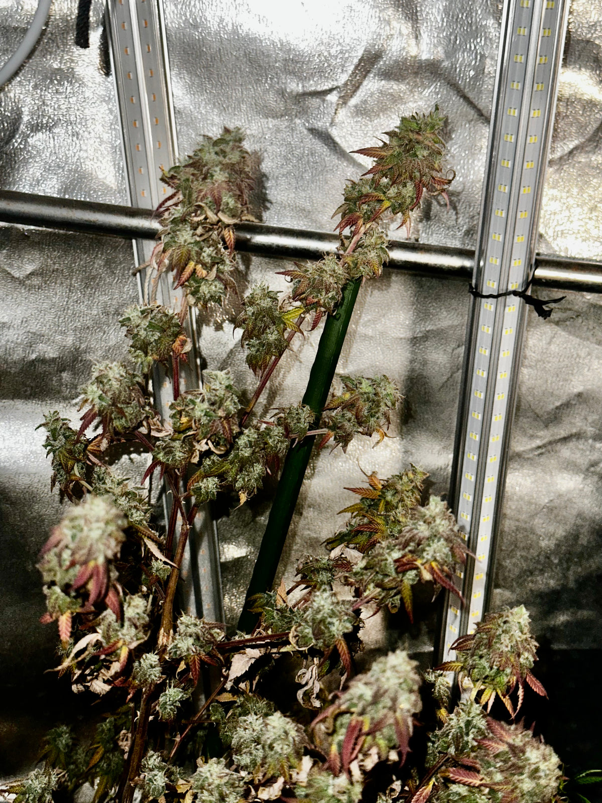 TC A BX2 F6 'Sigma Crippy'