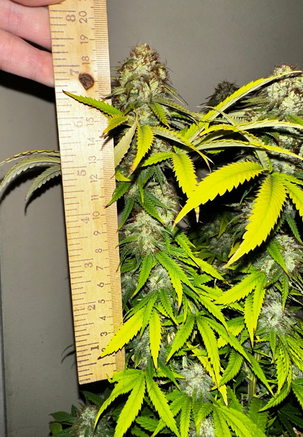 Super NL #2 (B3 CripXmas x NL#2 BX (Authentic Genetics) $9 each - DMOSG