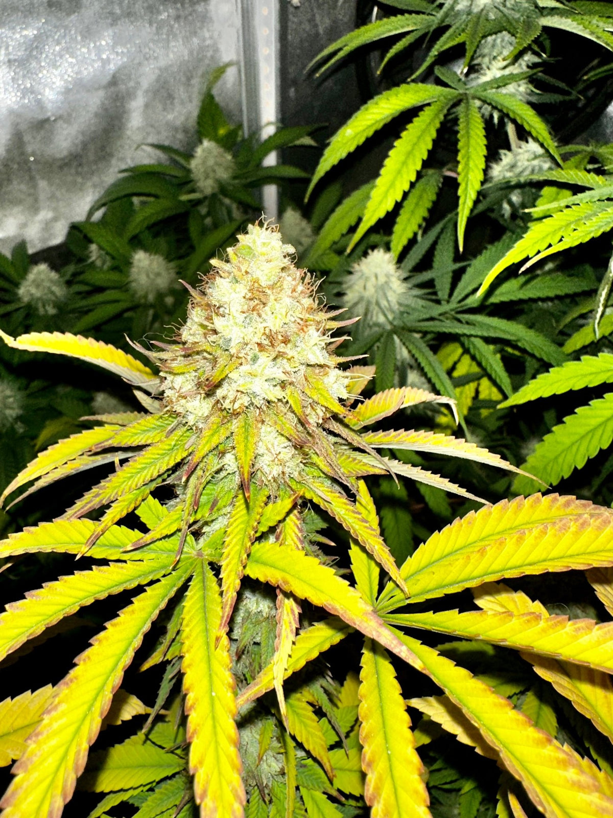 Super NL #2 (B3 CripXmas x NL#2 BX (Authentic Genetics) $9 each - DMOSG