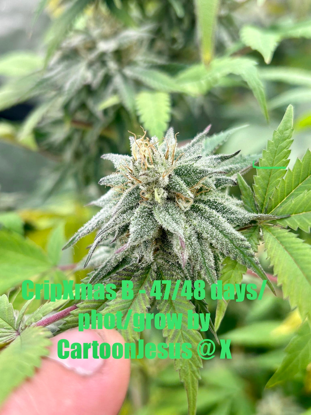 CripXmas B F4 1 reg seed(very limited availability until more are done) $20 each reg seed during review month. - DMOSG