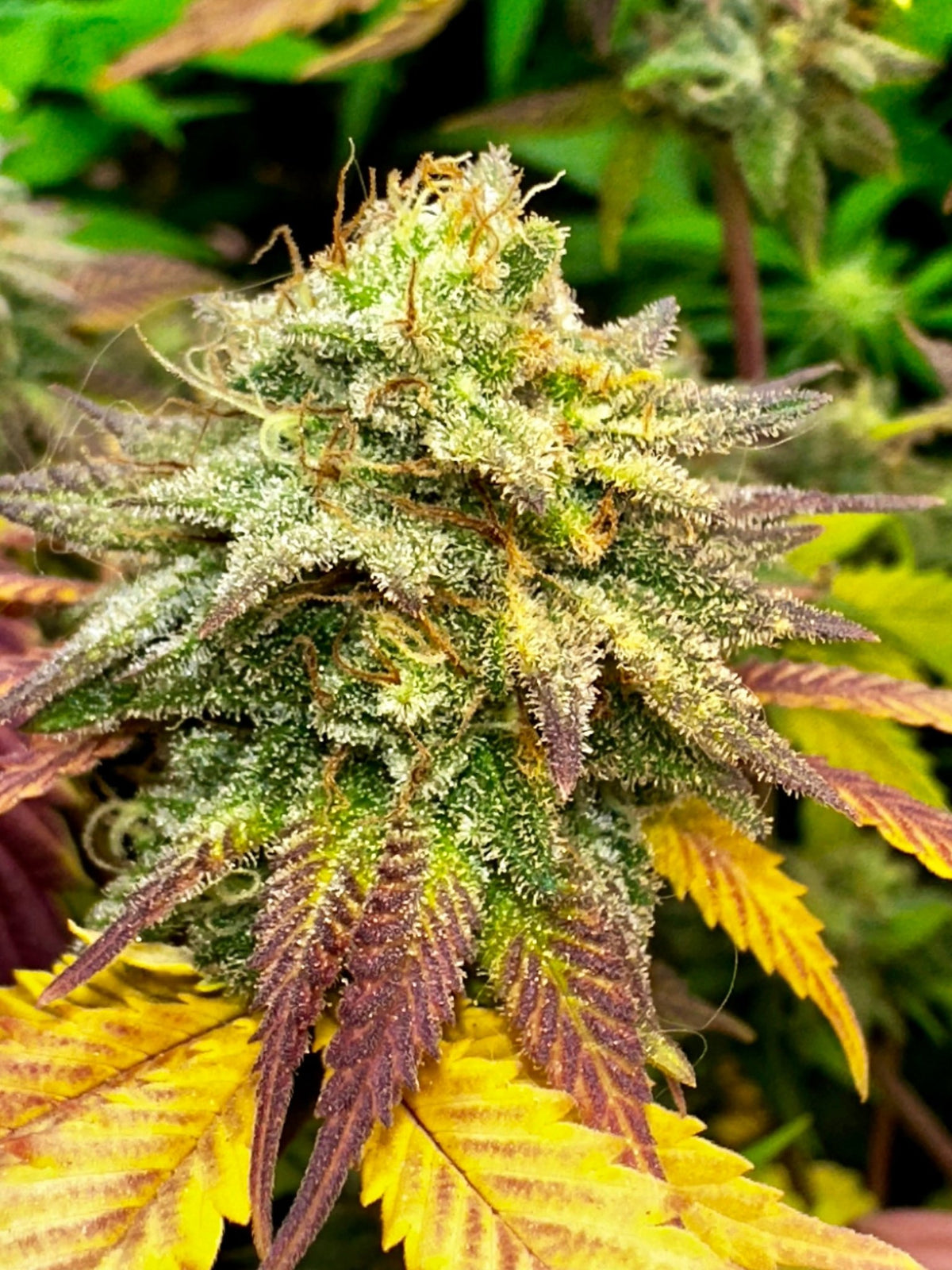 Tampa Crippy B bx2 (Pine Bomb)$16 each. During review month NO DISCOUNT applies. - DMOSG