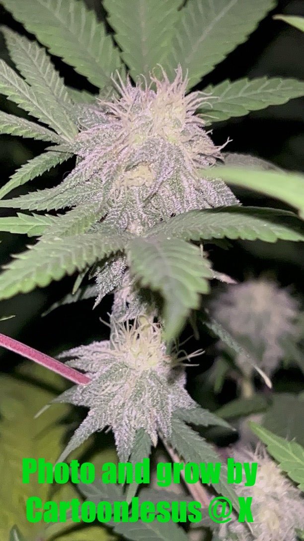 CripXmas B F4 1 reg seed(very limited availability until more are done) $20 each reg seed during review month. - DMOSG