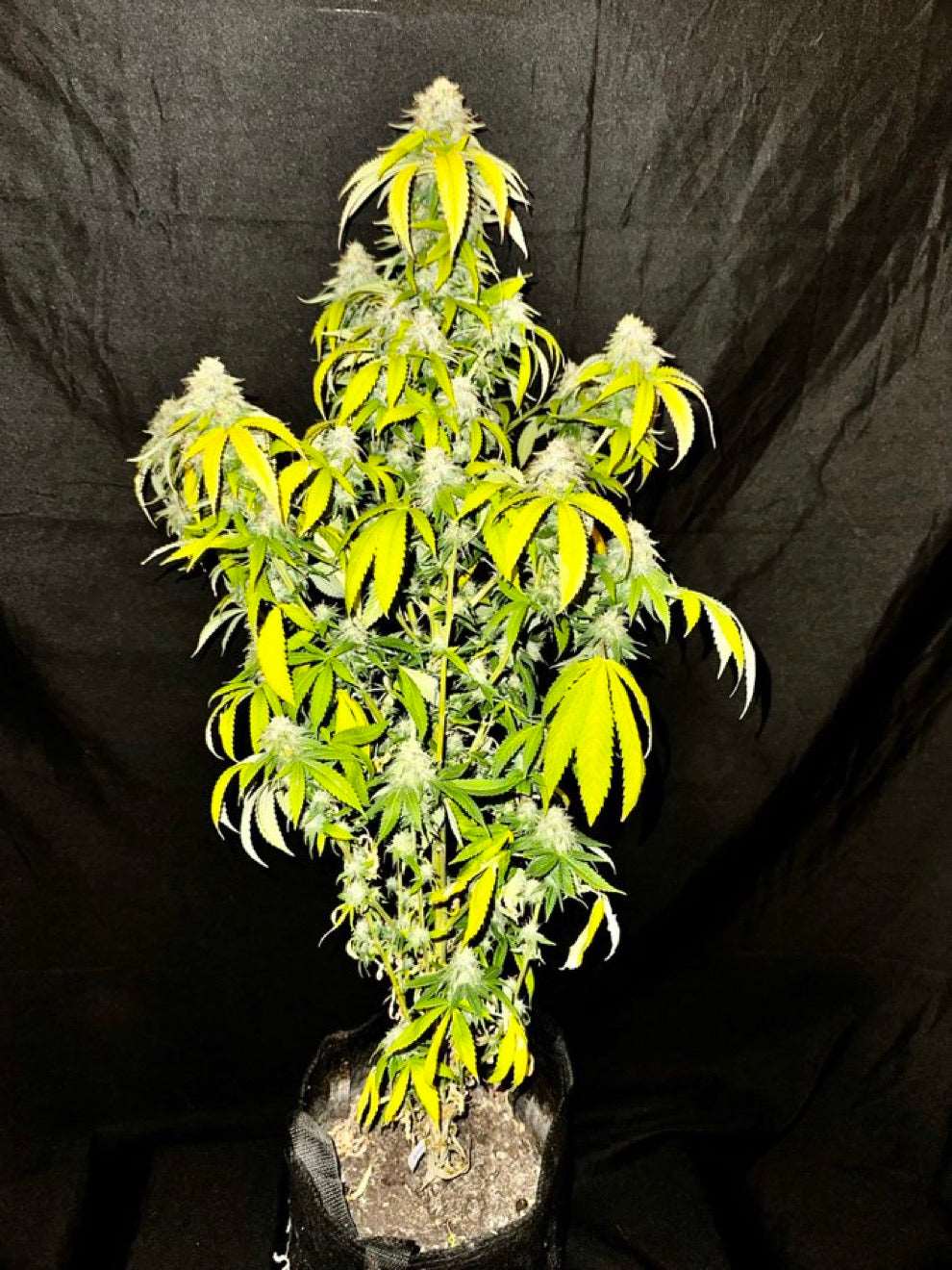 CripXmas B F4 1 reg seed(very limited availability until more are done) $20 each reg seed during review month. - DMOSG