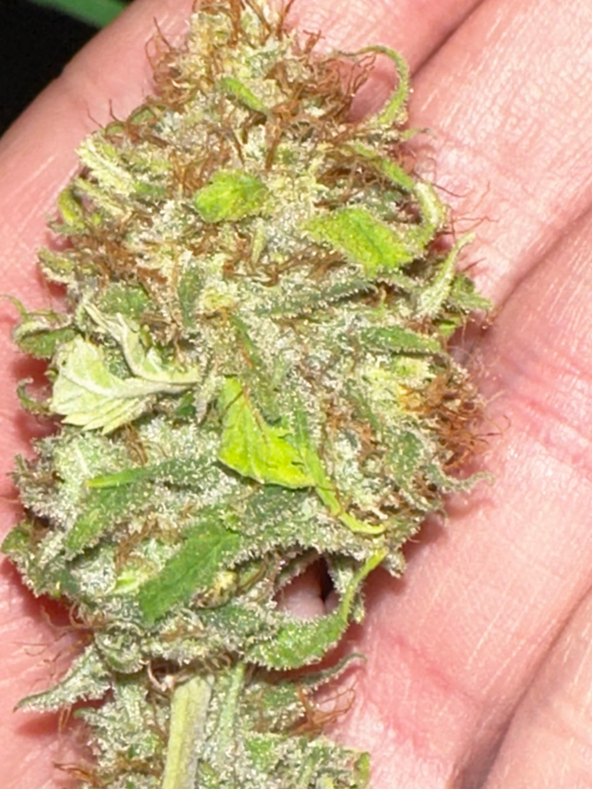 Chocolate Haze Xmas