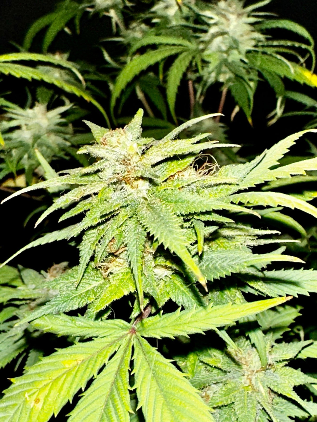 Pressure Skunk (RKS x CripXmas A2 fem) $15 each feminized seed during review month - DMOSG