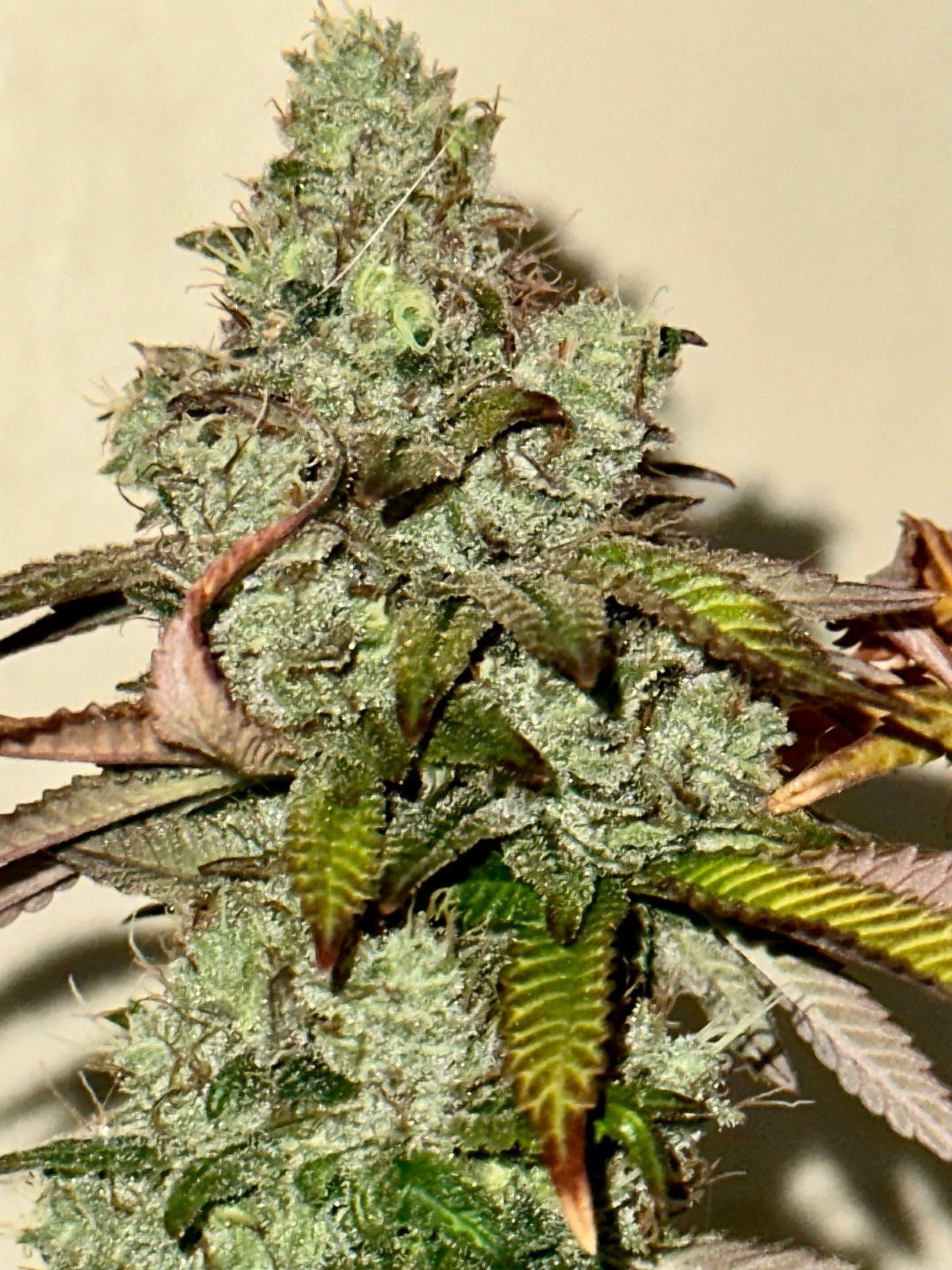 Tampa Crippy B bx2 (Pine Bomb)$16 each. During review month NO DISCOUNT applies. - DMOSG