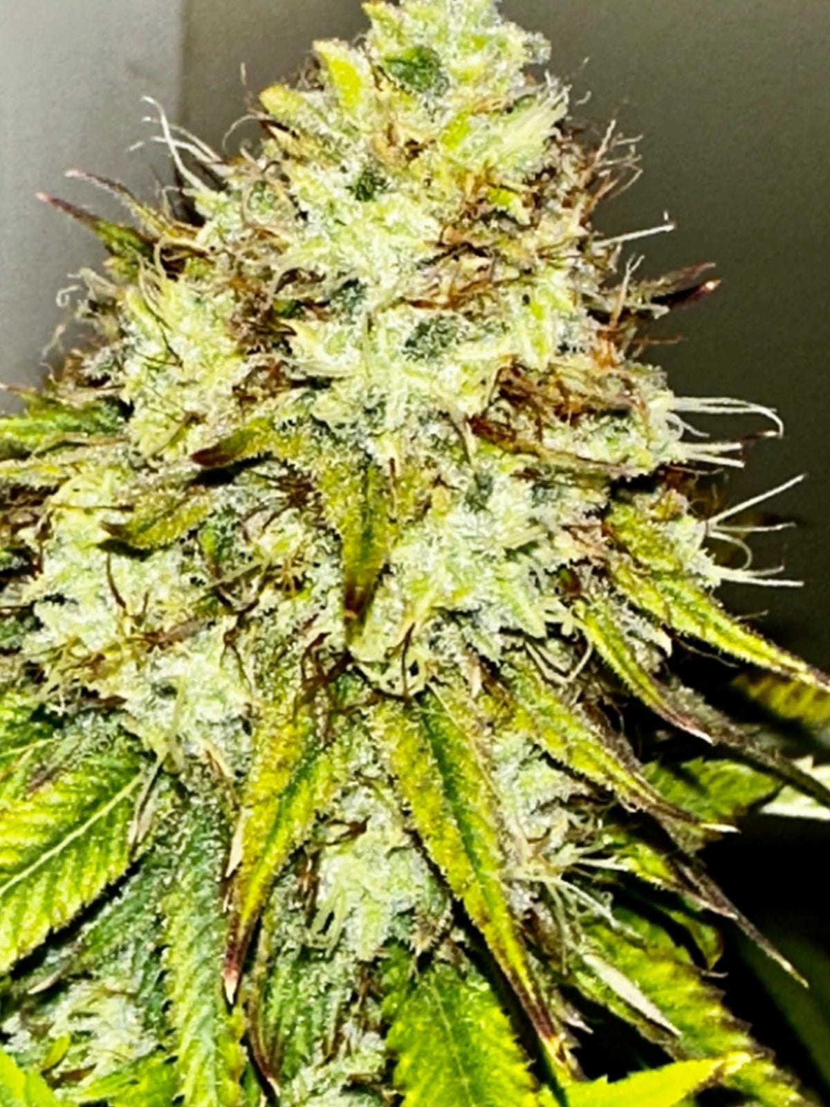 Super NL #2 (B3 CripXmas x NL#2 BX (Authentic Genetics) $9 each - DMOSG
