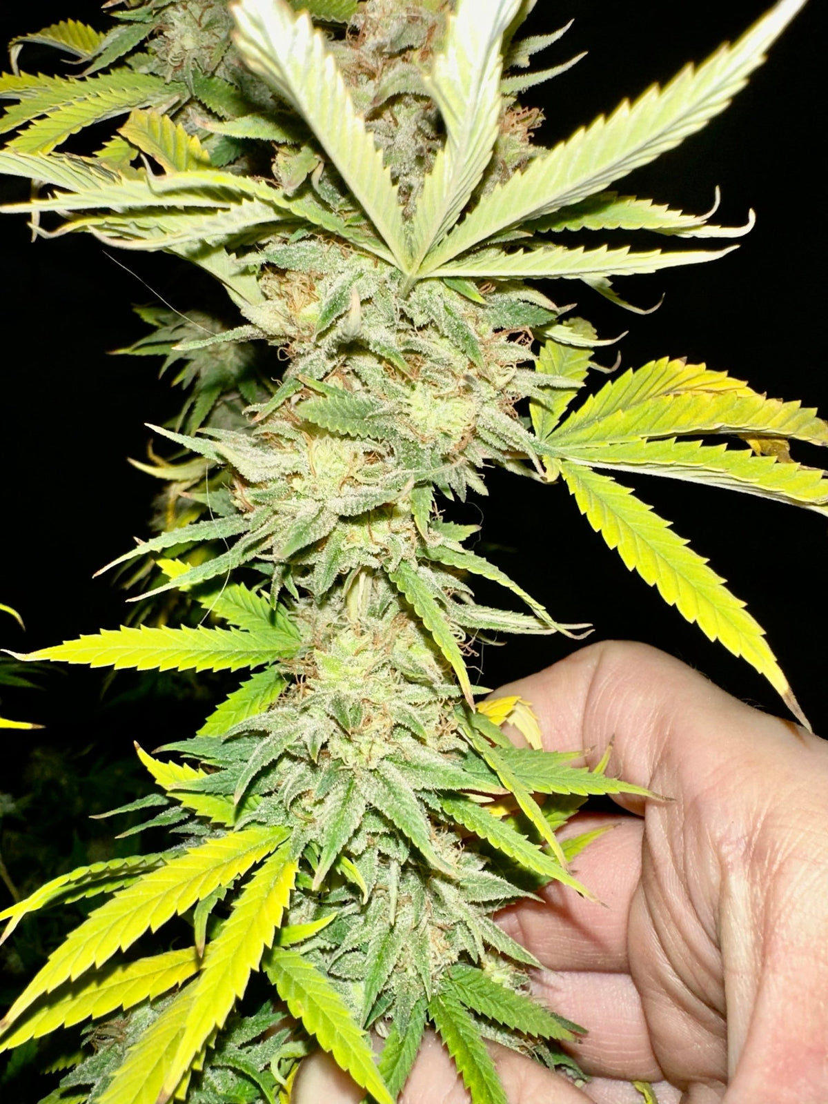 CripXmas A2 F4 S1 (Tampa Crippy x Xmas Bud 79' x PTK x NL#2) $15 each during review month - DMOSG