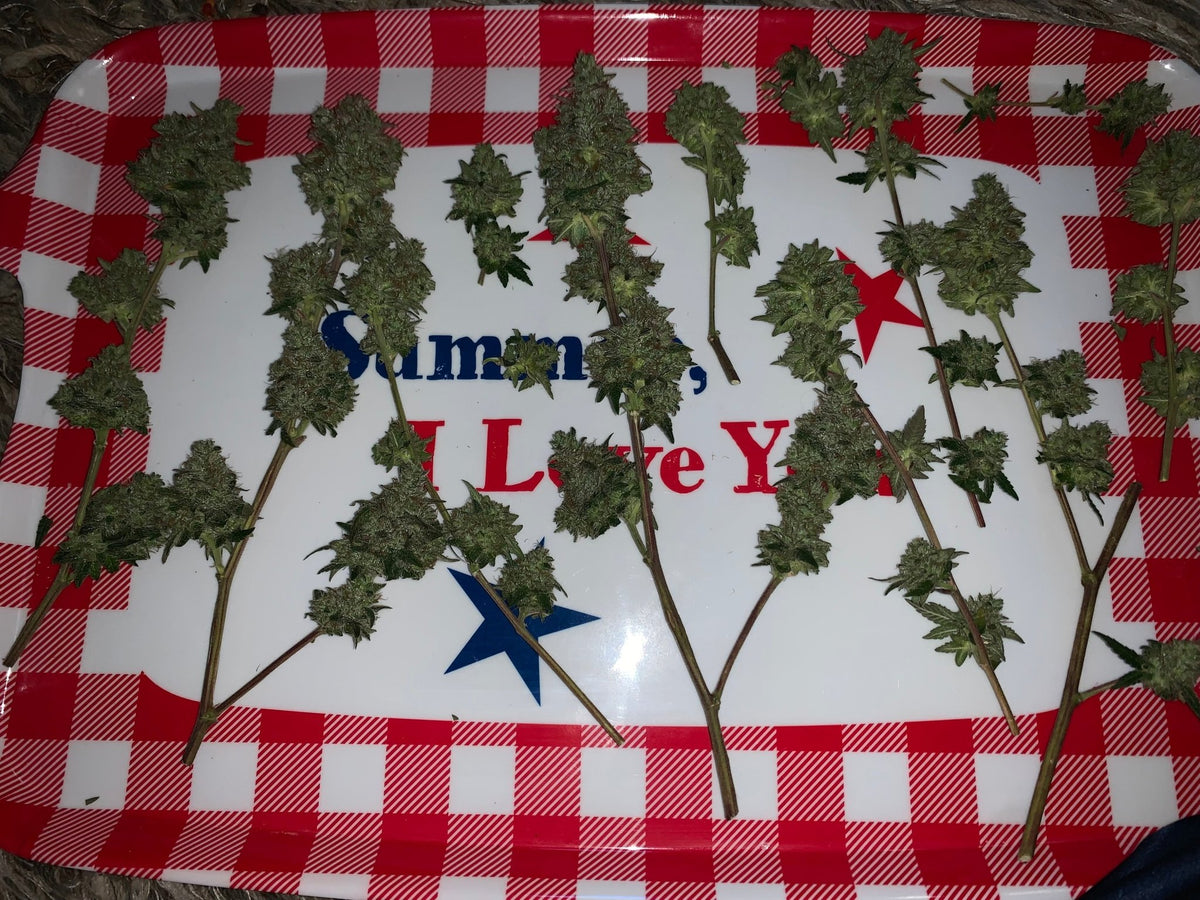 Tampa Crippy B bx2 (Pine Bomb)$16 each. During review month NO DISCOUNT applies. - DMOSG