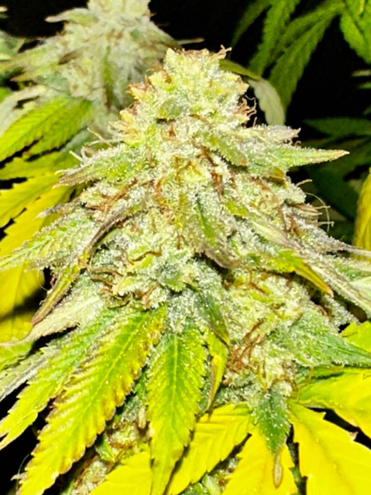 CripXmas B F4 1 reg seed(very limited availability until more are done) $20 each reg seed during review month. - DMOSG