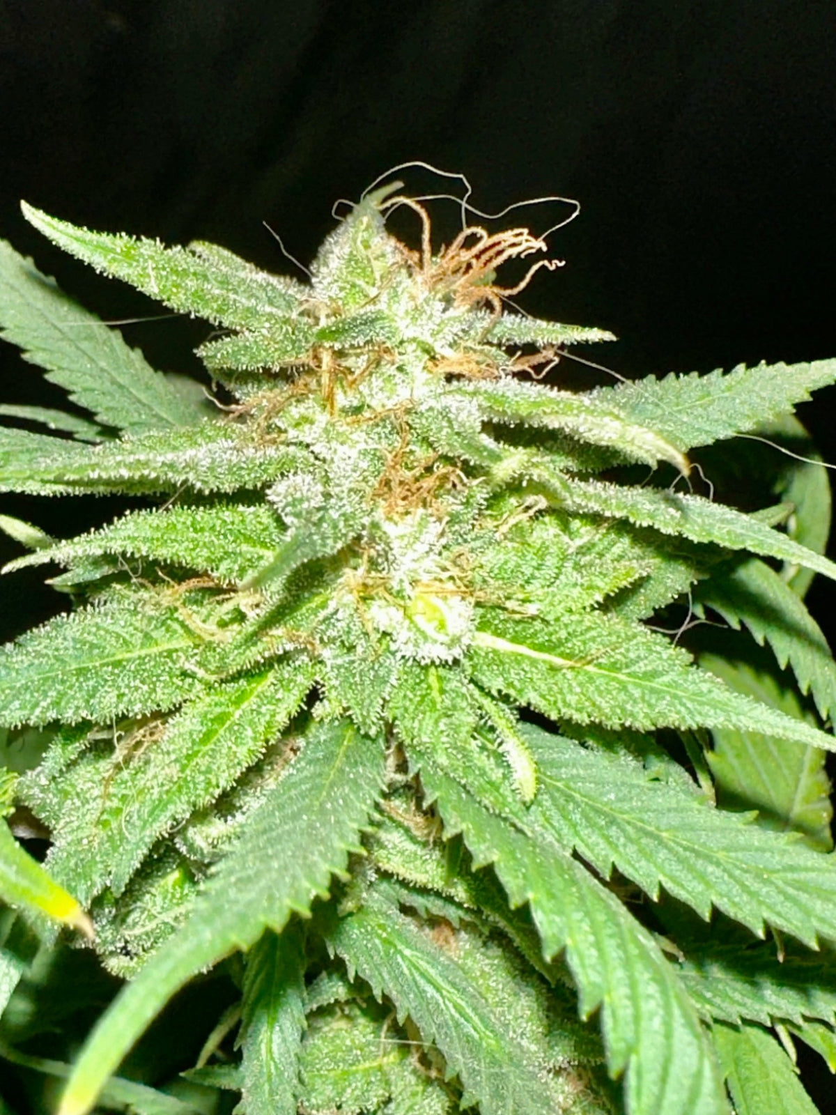 Pressure Skunk (RKS x CripXmas A2 fem) $15 each feminized seed during review month - DMOSG
