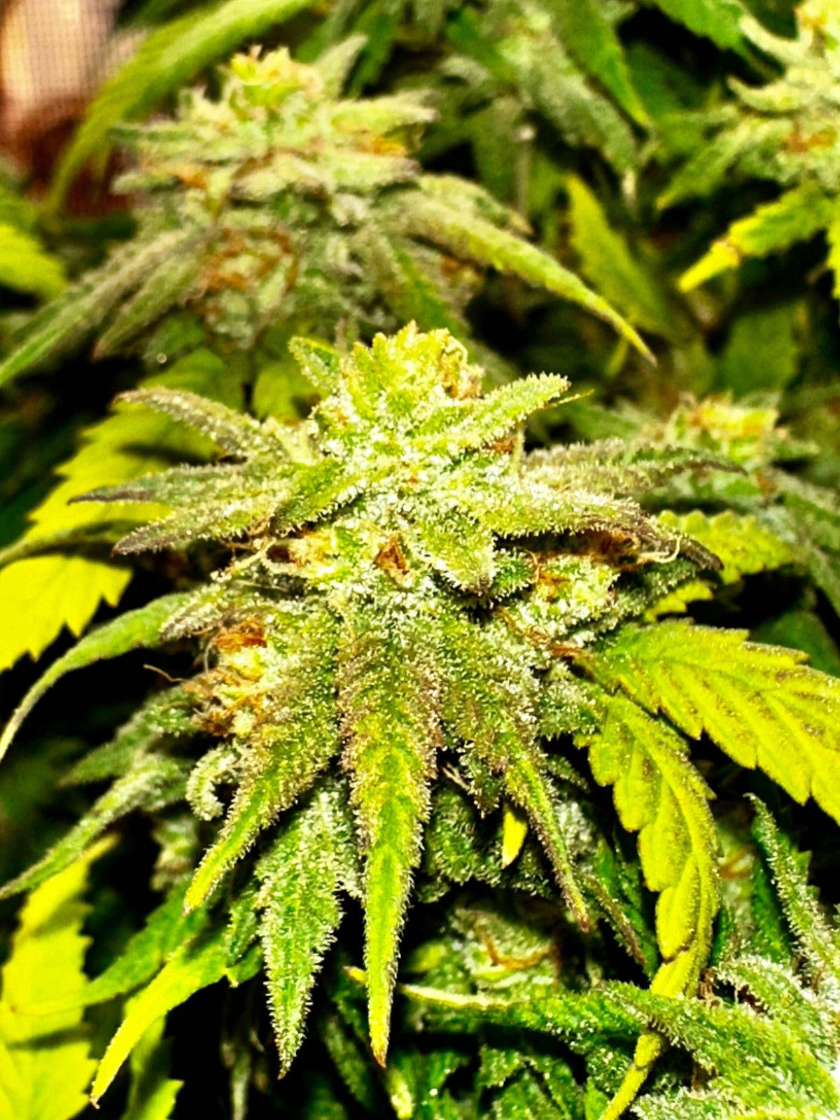 Double CripXmas $14 each reg seed during review month - DMOSG