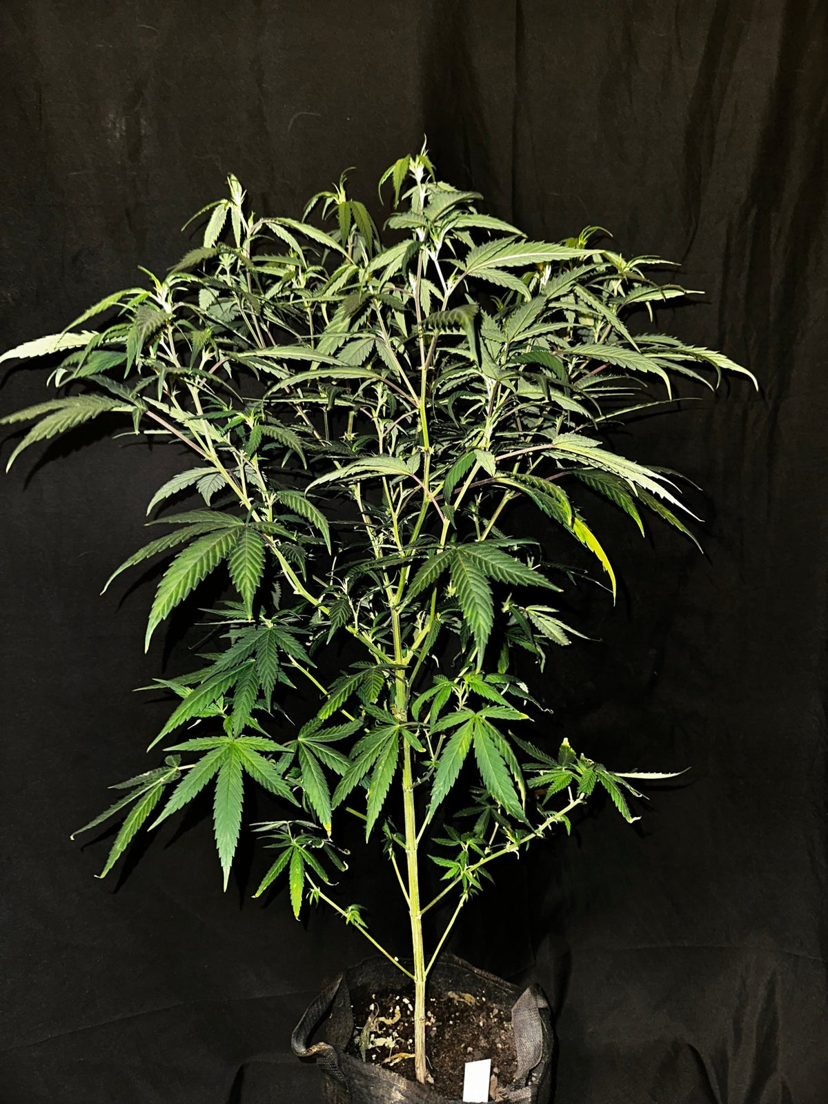 Pressure Skunk (RKS x CripXmas A2 fem) $15 each feminized seed during review month - DMOSG