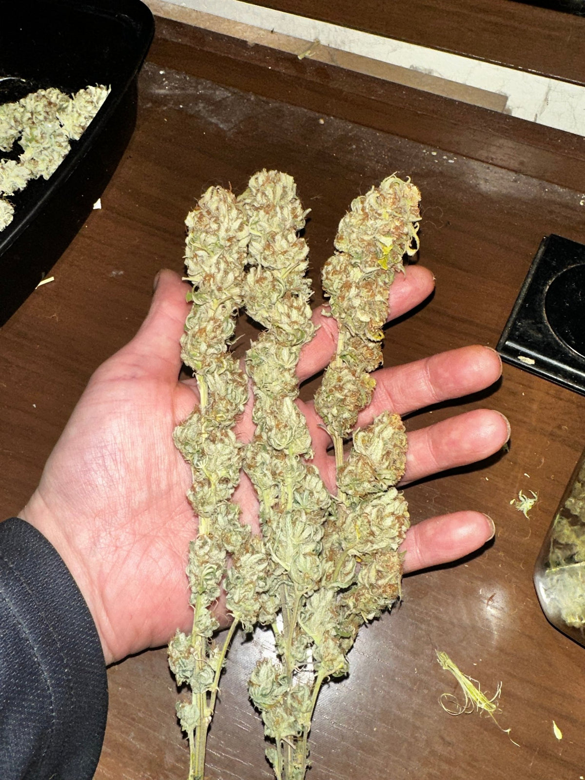 CripXmas A2 F4 S1 (Tampa Crippy x Xmas Bud 79' x PTK x NL#2) $15 each during review month - DMOSG