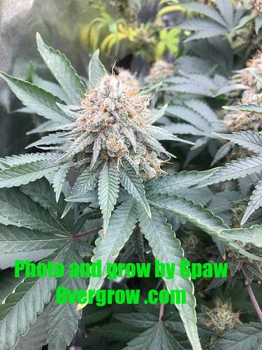 Double CripXmas $14 each reg seed during review month - DMOSG